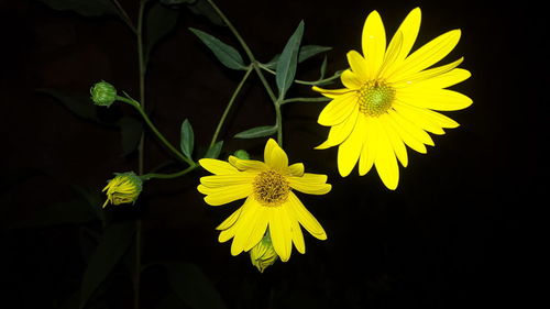 Close-up of yellow flowering plant against black background