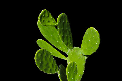 Close-up of wet plant against black background
