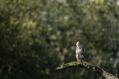 Bird perching on a tree