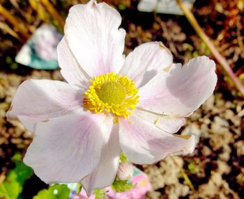 Close-up of flower