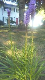 Plants growing in backyard