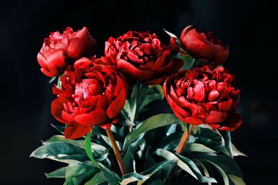 Close-up of red roses blooming outdoors