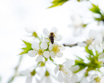 Close-up of bee pollinating on flower