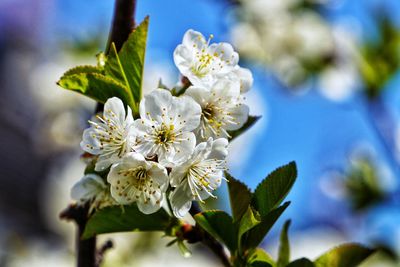 Close-up of white cherry blossoms