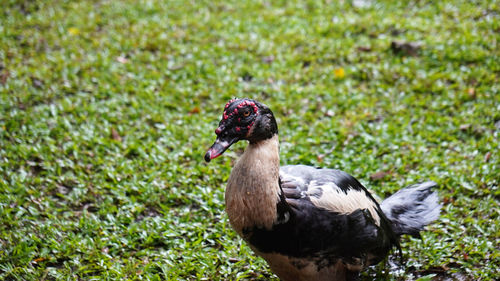 Entog one variety family of duck goose or swan