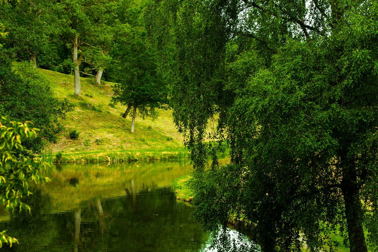 tree, water, green color, tranquility, growth, tranquil scene, reflection, beauty in nature, nature, scenics, lush foliage, waterfront, lake, plant, green, idyllic, grass, pond, river, day