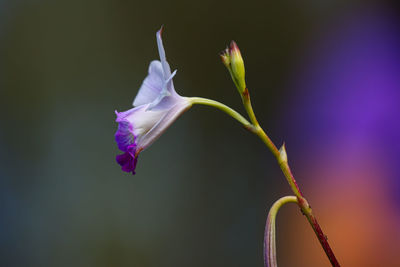 Close-up of flowering plant