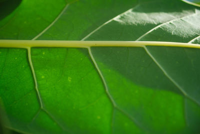 Close-up of green leaves