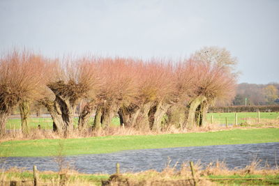 Trees on field against sky