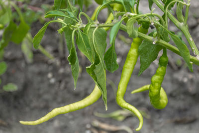 Close-up of green chili peppers plant