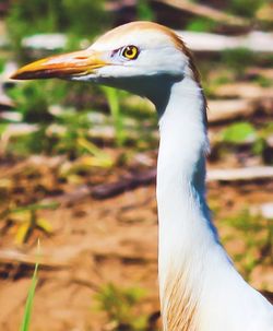 Close-up of a bird