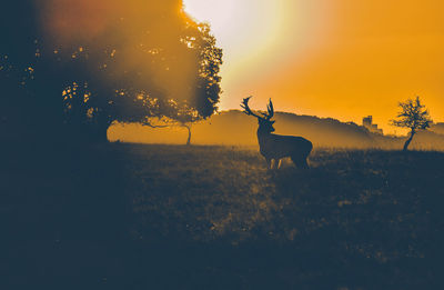 Silhouette deer on field against sky during sunset