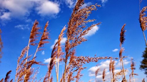 Low angle view of plants against blue sky