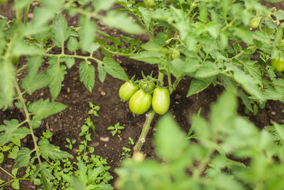 Close-up of fruits growing on field