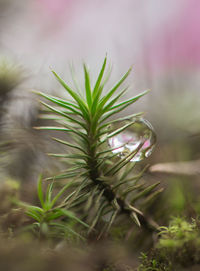 Close-up of fresh green plant