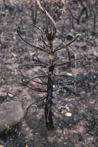 Close up of dead plant