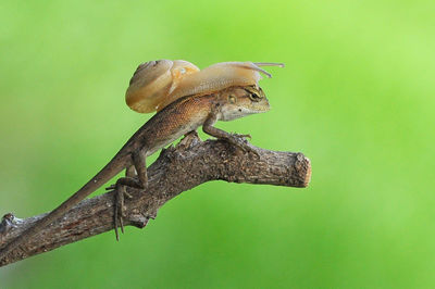 Close-up of lizard perching on branch
