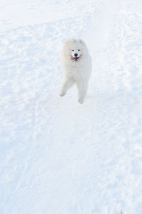 White dog running on snow