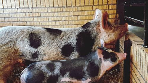 Close-up of dog sleeping at home