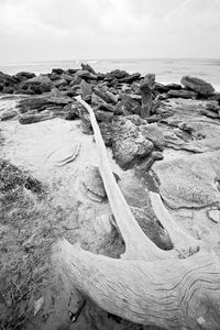 Driftwood on beach against sky