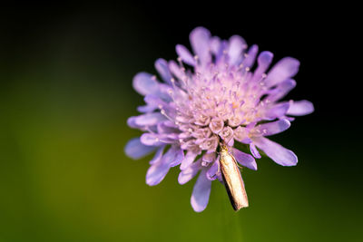 Close-up of purple flower against black background