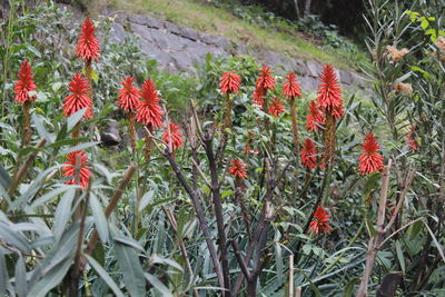 Close-up of red flowering plants on field