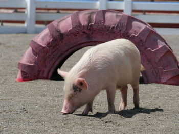 animal