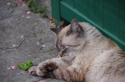 Close-up of cat yawning