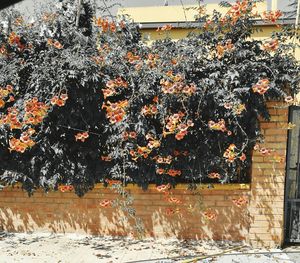 Trees and plants in front of building