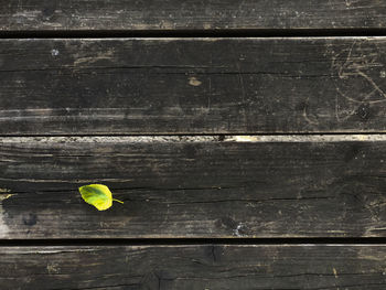 High angle view of yellow leaves on wooden table
