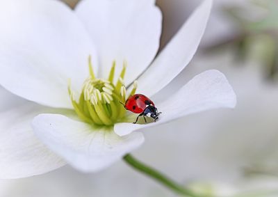 High angle view of red ladybug on white flower