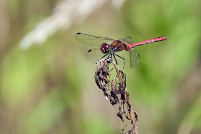 Close-up of dragonfly on twig