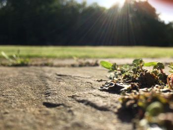 Close-up of sunlight falling on land