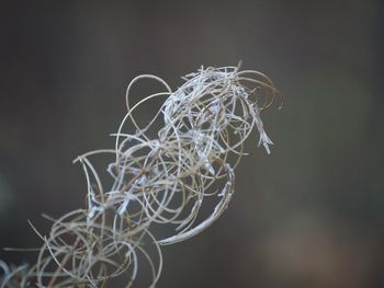 Close-up of tree