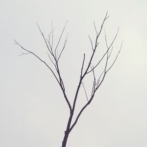 Bare tree against sky