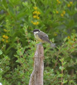 Close-up of bird perching on branch