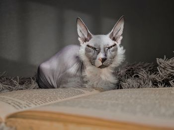 Close-up of cat lying on floor
