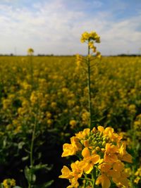 Close-up of yellow flowers in field