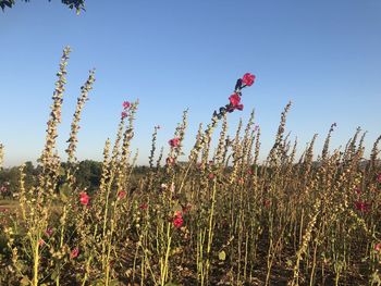 Plants growing on field against clear sky