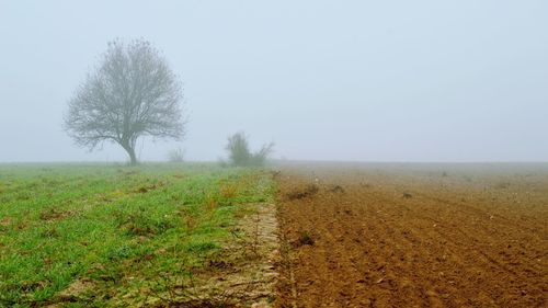 Trees on field against sky
