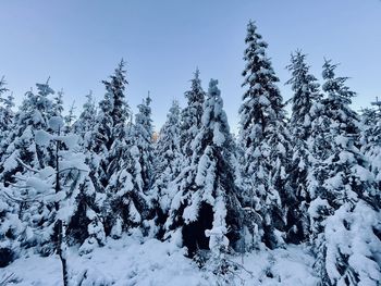 Snow covered plants and trees against sky