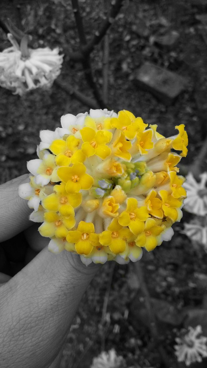 flower, petal, yellow, fragility, freshness, flower head, focus on foreground, beauty in nature, holding, close-up, growth, nature, person, blooming, in bloom, botany, blossom