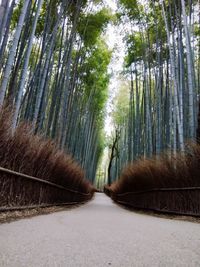 Walkway amidst trees in bamboo forest