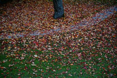 Autumn leaves on field