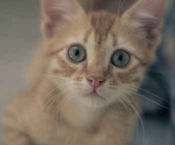 Close-up of kitten looking at camera