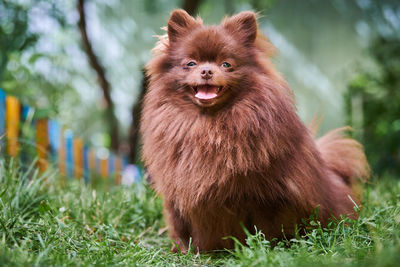 Pomeranian spitz dog in garden. cute brown pomeranian puppy spitz pom dog, green grass background