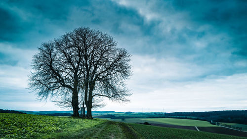 Bare tree on field against sky