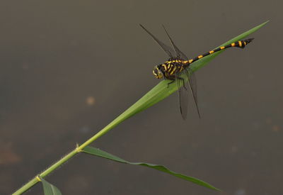 Close-up of insect on leaf