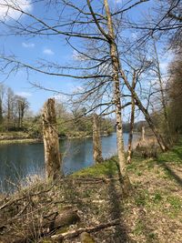 Bare trees by lake against sky