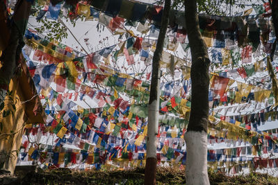 Low angle view of flags hanging on tree